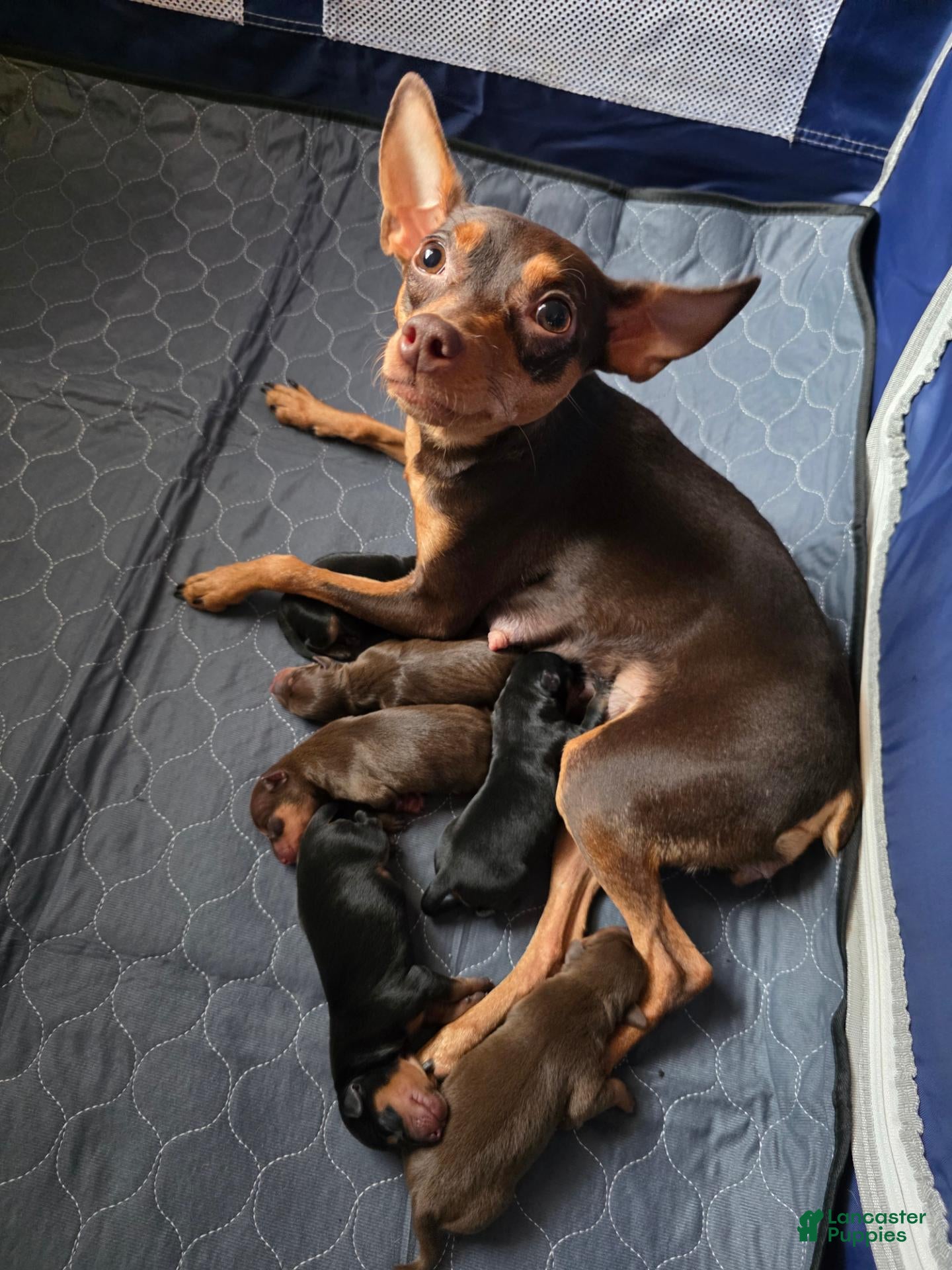 Miniature Pinscher dogs R-white - Ad 2