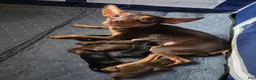 Miniature Pinscher dogs for sale: R-Orange  - Ad 2