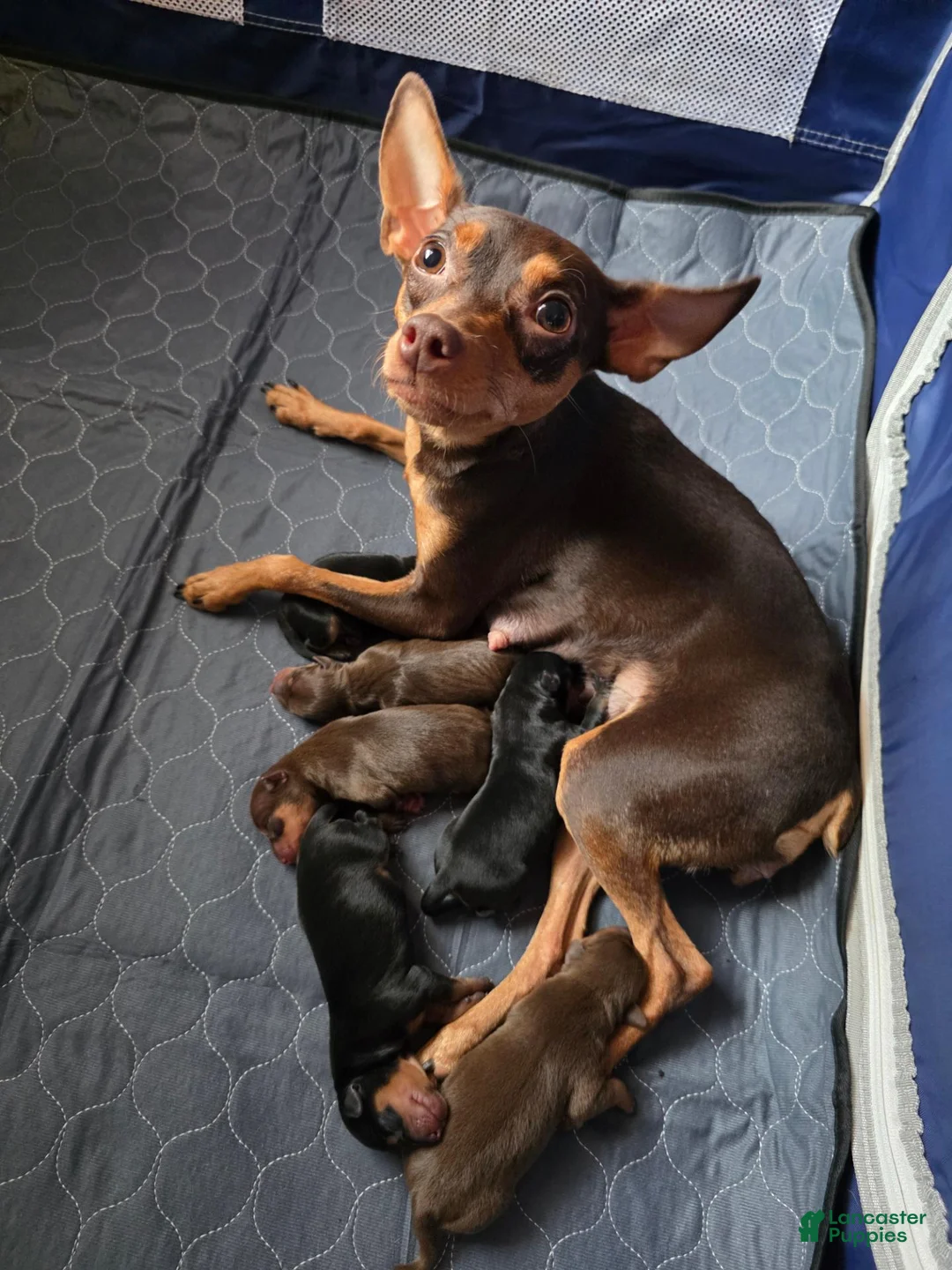 Miniature Pinscher dogs for sale: R-Orange  - Ad 2