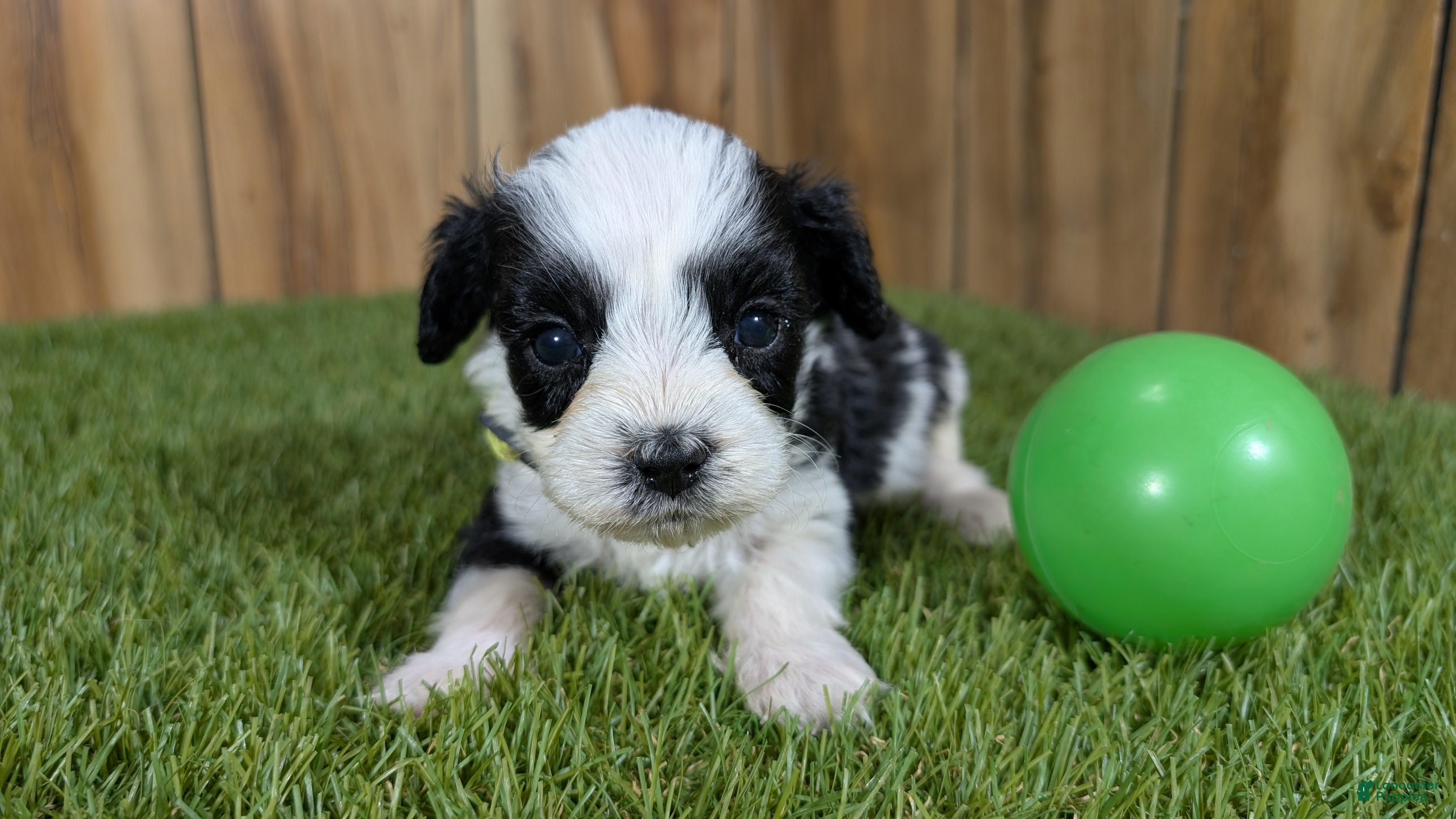 Cavapoo dogs Francis Boy 3 - Ad 20