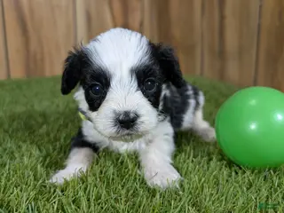 Cavapoo dogs Francis Boy 3 - Ad 20