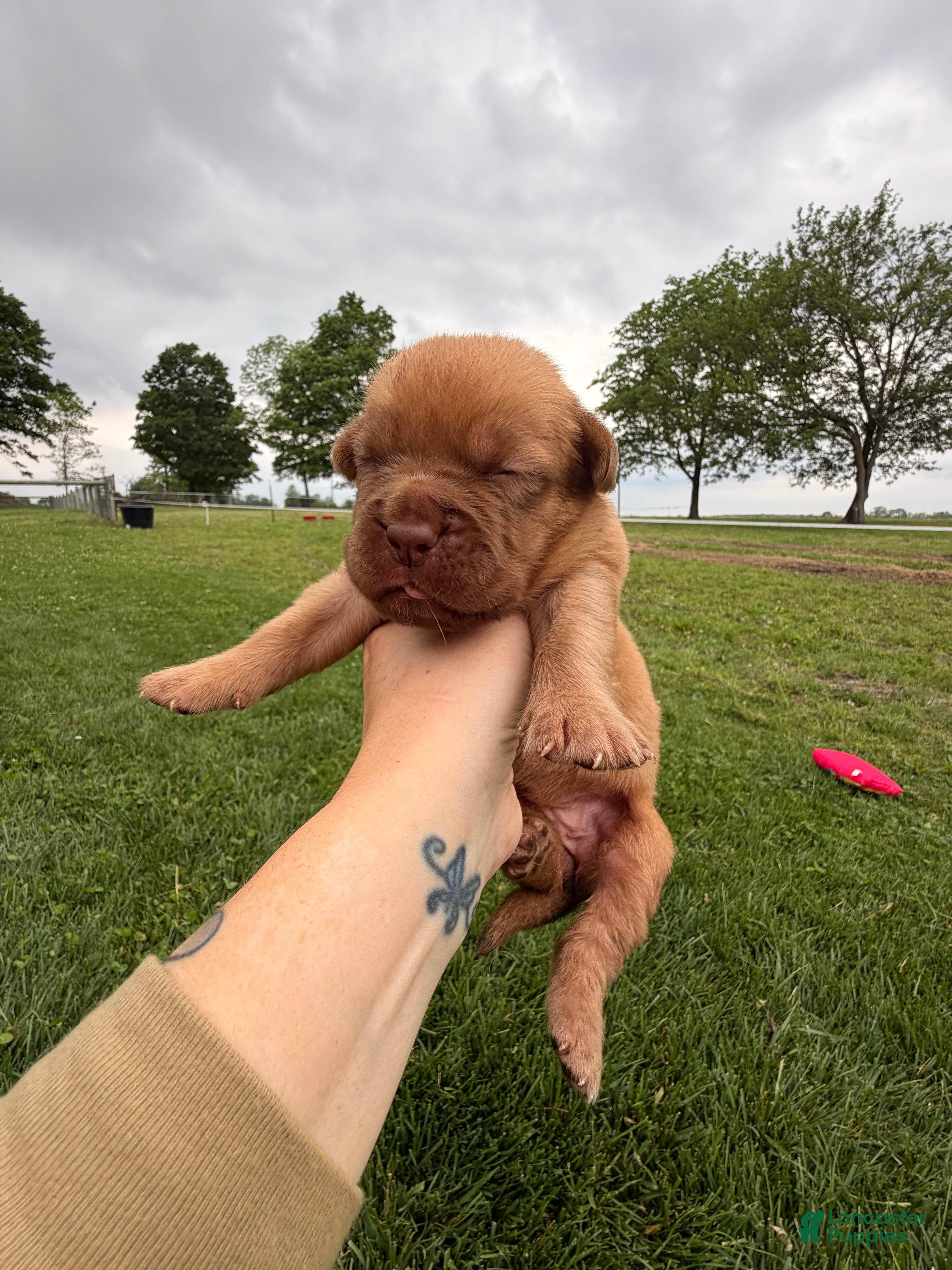 Dogue De Bordeaux dogs for sale: Babbles  - Ad 4