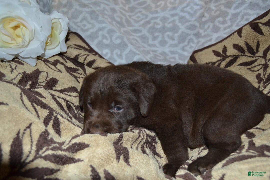 Labrador Retriever dogs for sale: Mutch - Ad 1