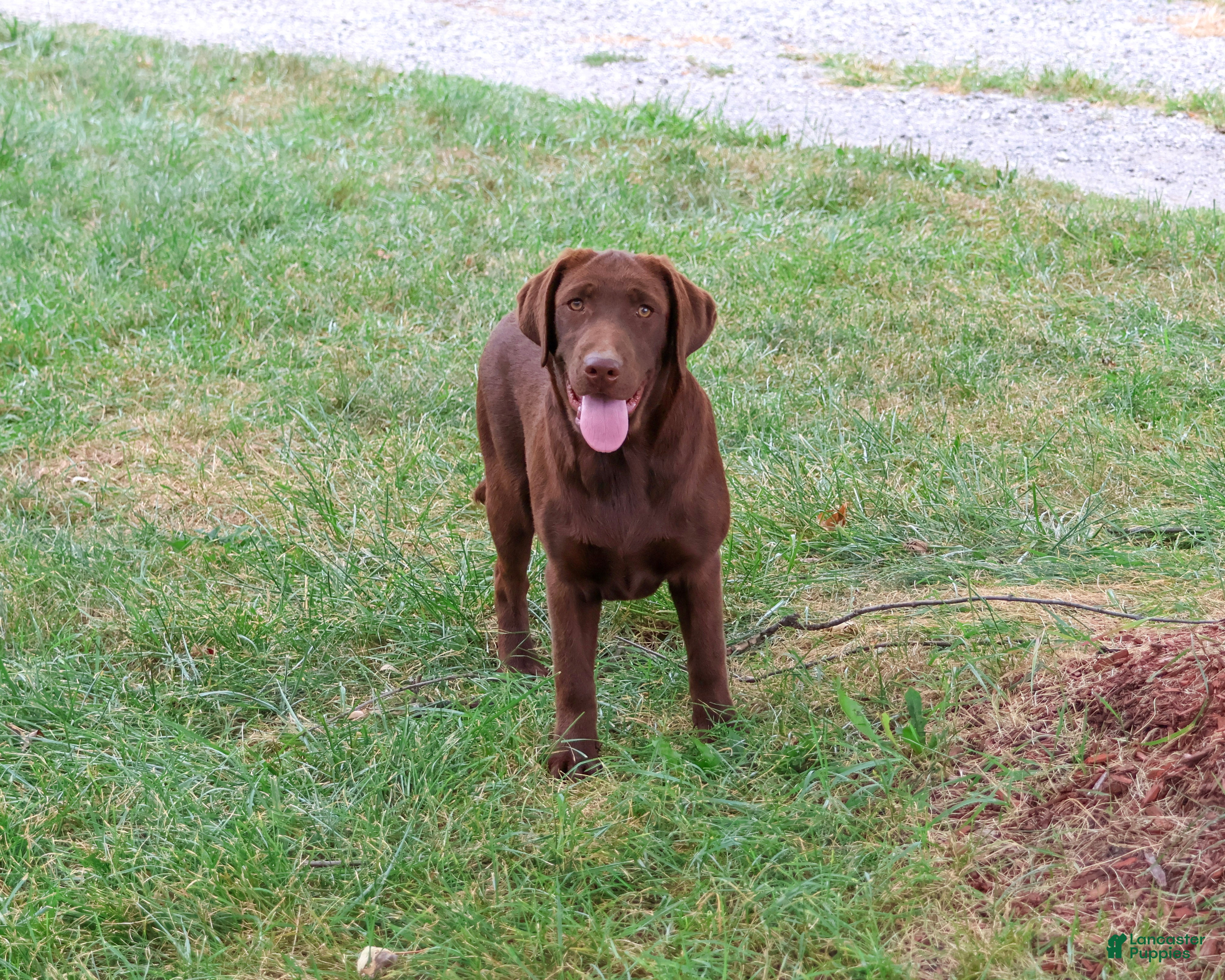 Labrador Retriever dogs Coco - Ad 1