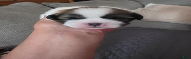 Boy 3