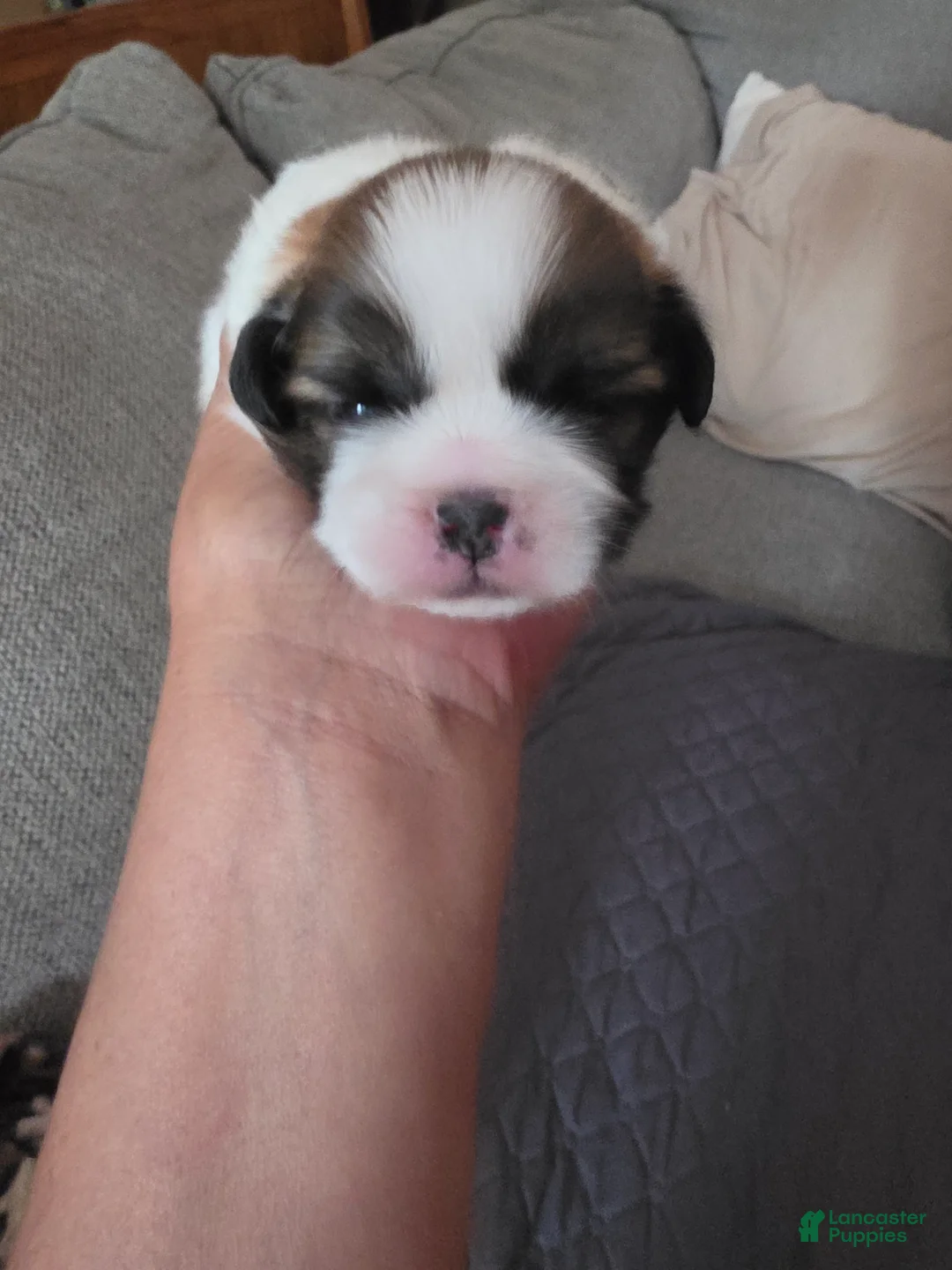 Shih Tzu dogs for sale: Boy 3 - Ad 1