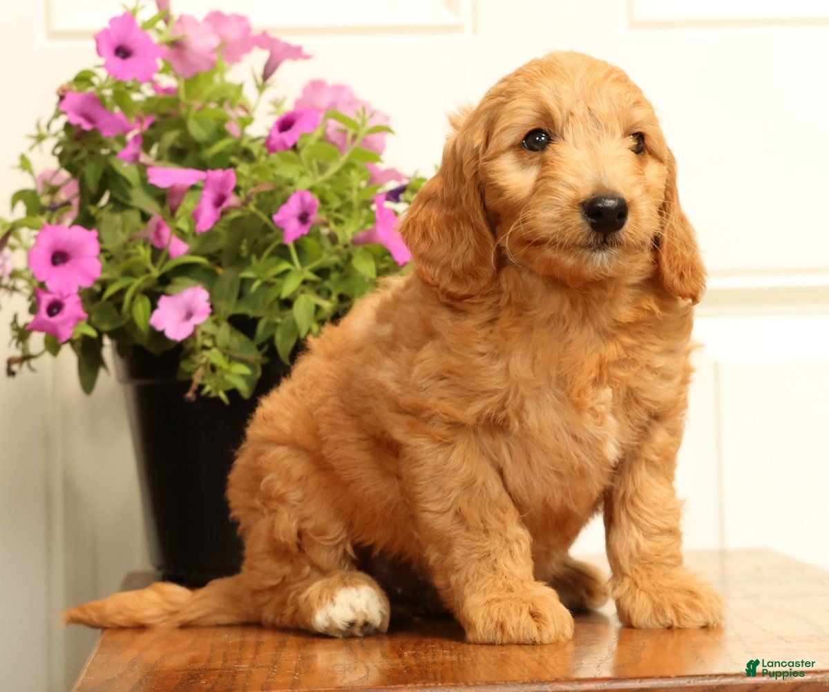 Mini Goldendoodle dogs Bella - Ad 1