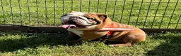 English Bulldog dogs for sale: Blues Clues - Ad 11