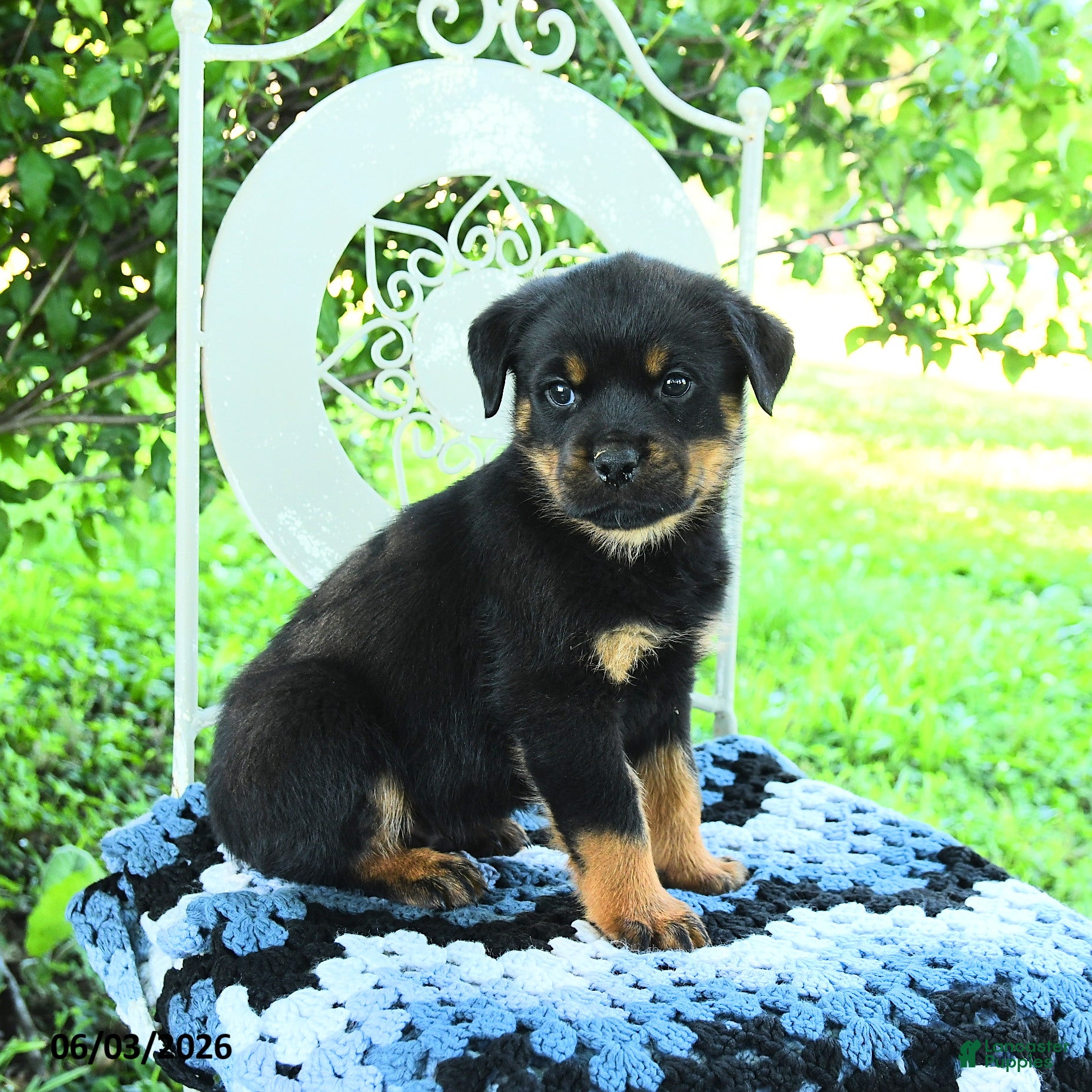 Rottweiler dogs for sale: Jason - Ad 3