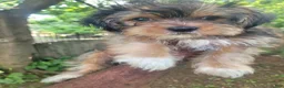 Shorkie dogs for sale: Drake - Ad 11