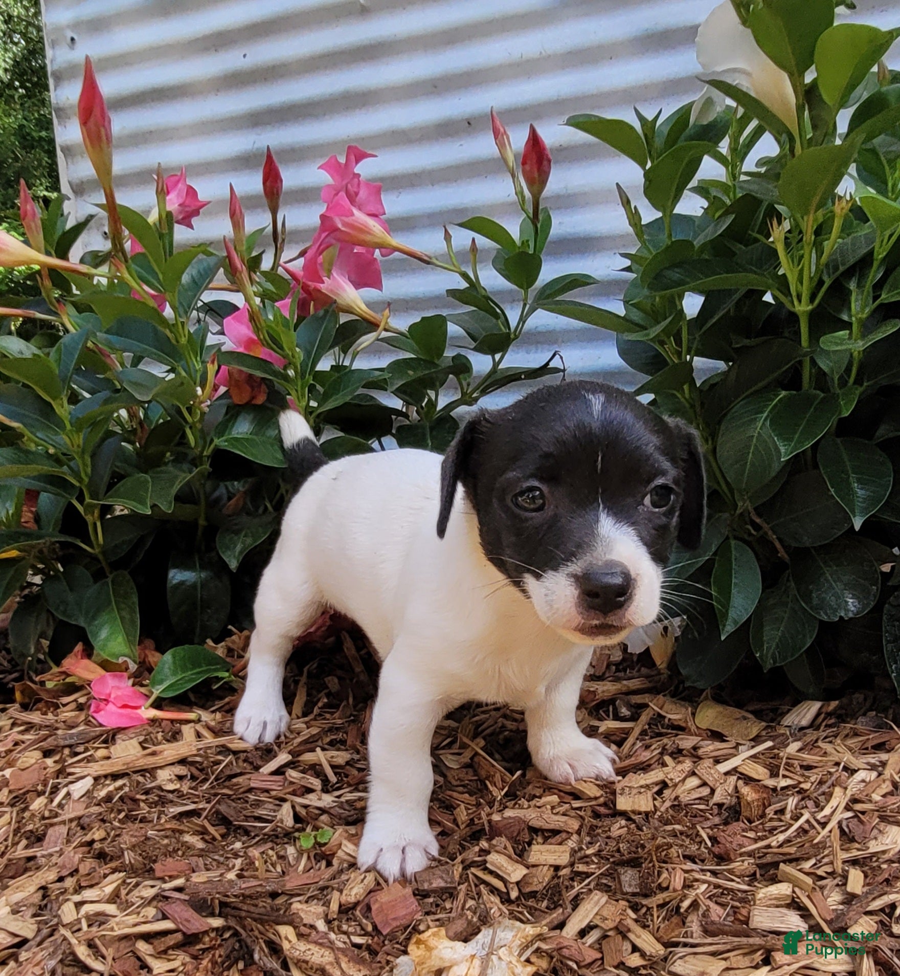Jack Russell Terrier dogs Pebbles purebred JRT DELIVERY AVAILABLE  - Ad 33