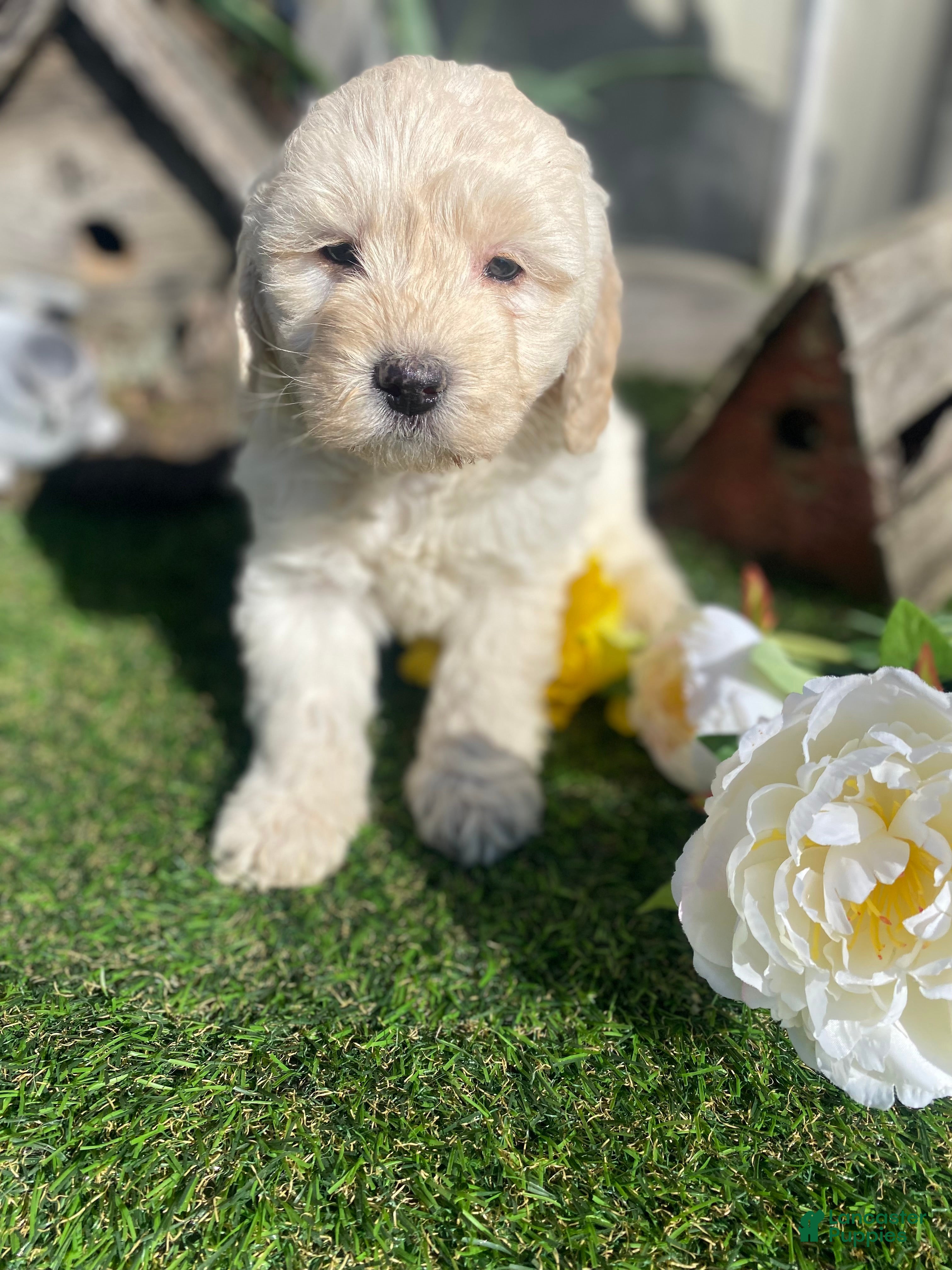 Mini Goldendoodle dogs Bailey - Ad 2