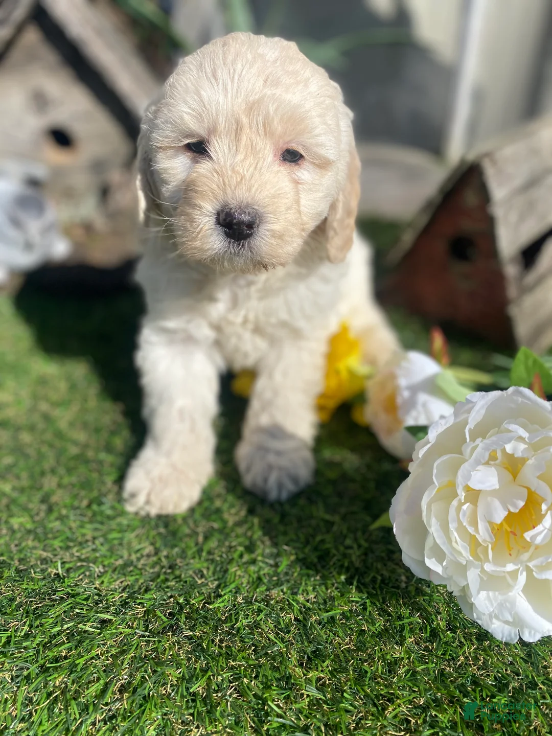 Mini Goldendoodle dogs for sale: Bailey - Ad 2