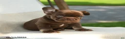 French Bulldog dogs for sale: Reese - Ad 1
