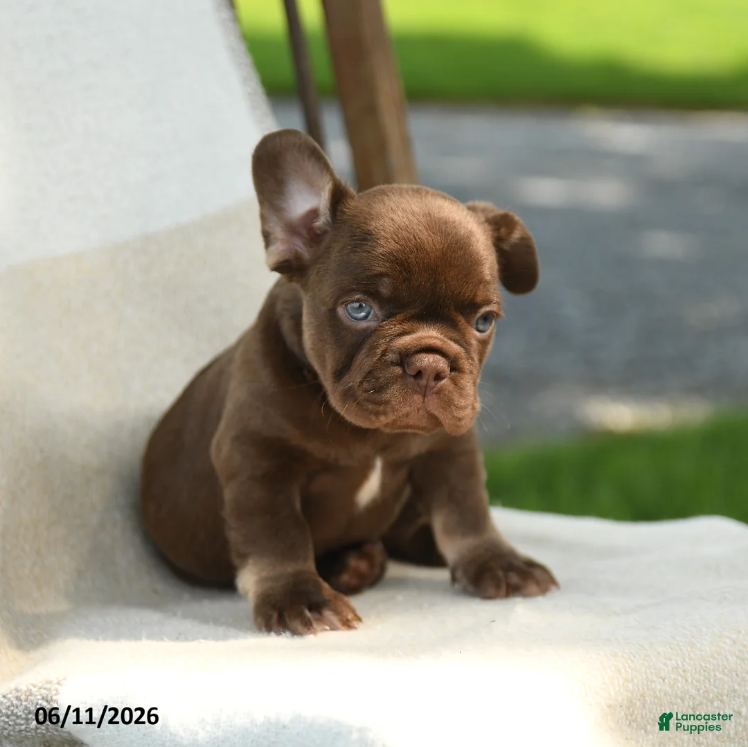 French Bulldog dogs for sale: Reese - Ad 1