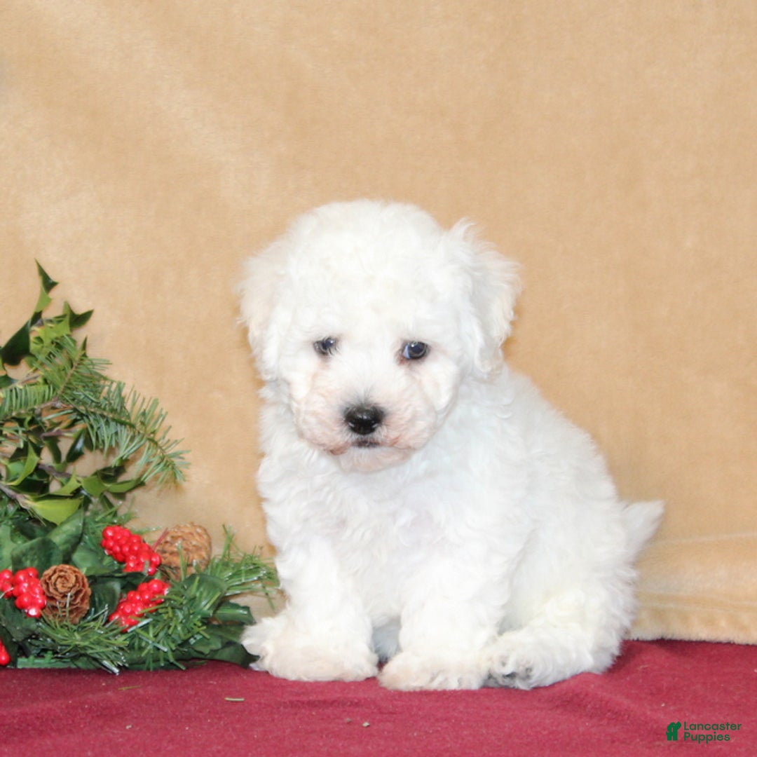 Bichon Frise dogs for sale: Donny - Ad 2