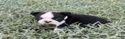 Boston Terrier dogs for sale: Crystal - Ad 5