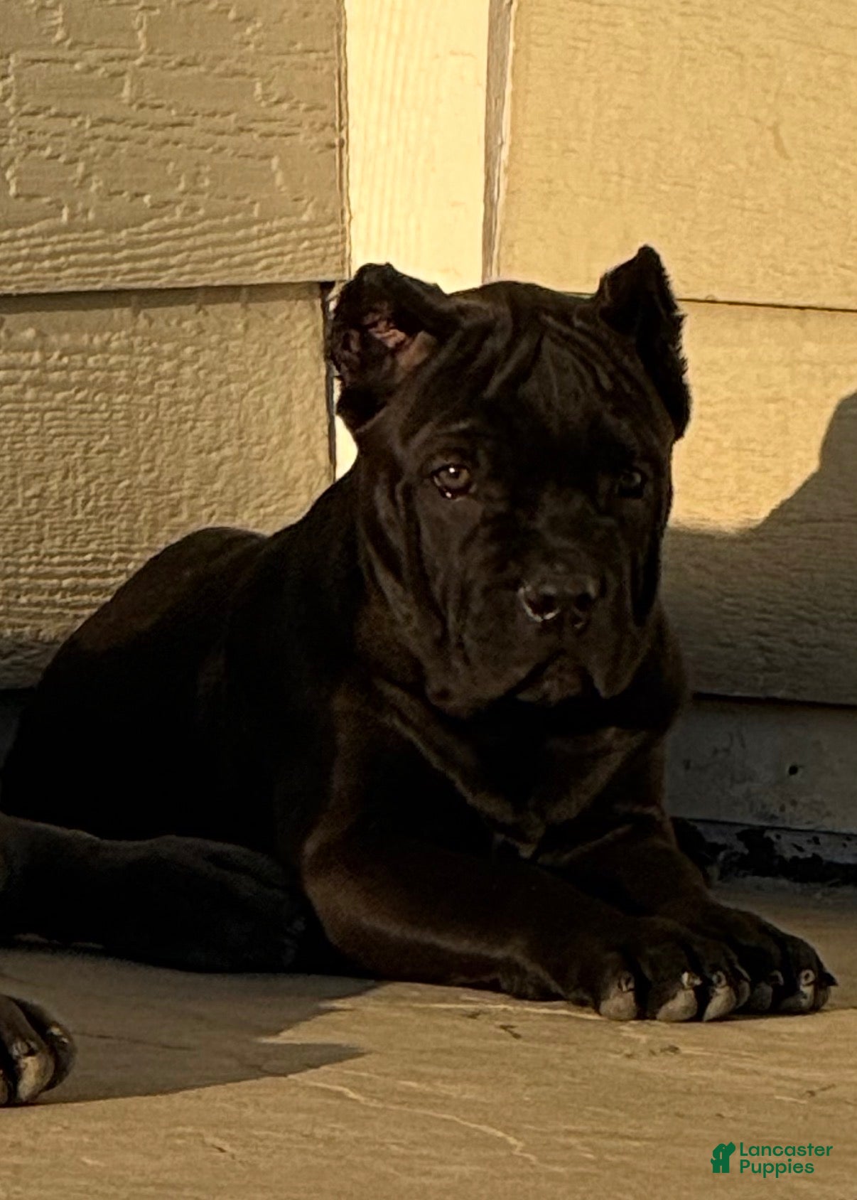 Cane Corso dogs Trouble - Ad 27