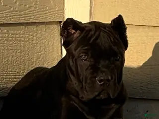 Cane Corso dogs Trouble - Ad 25