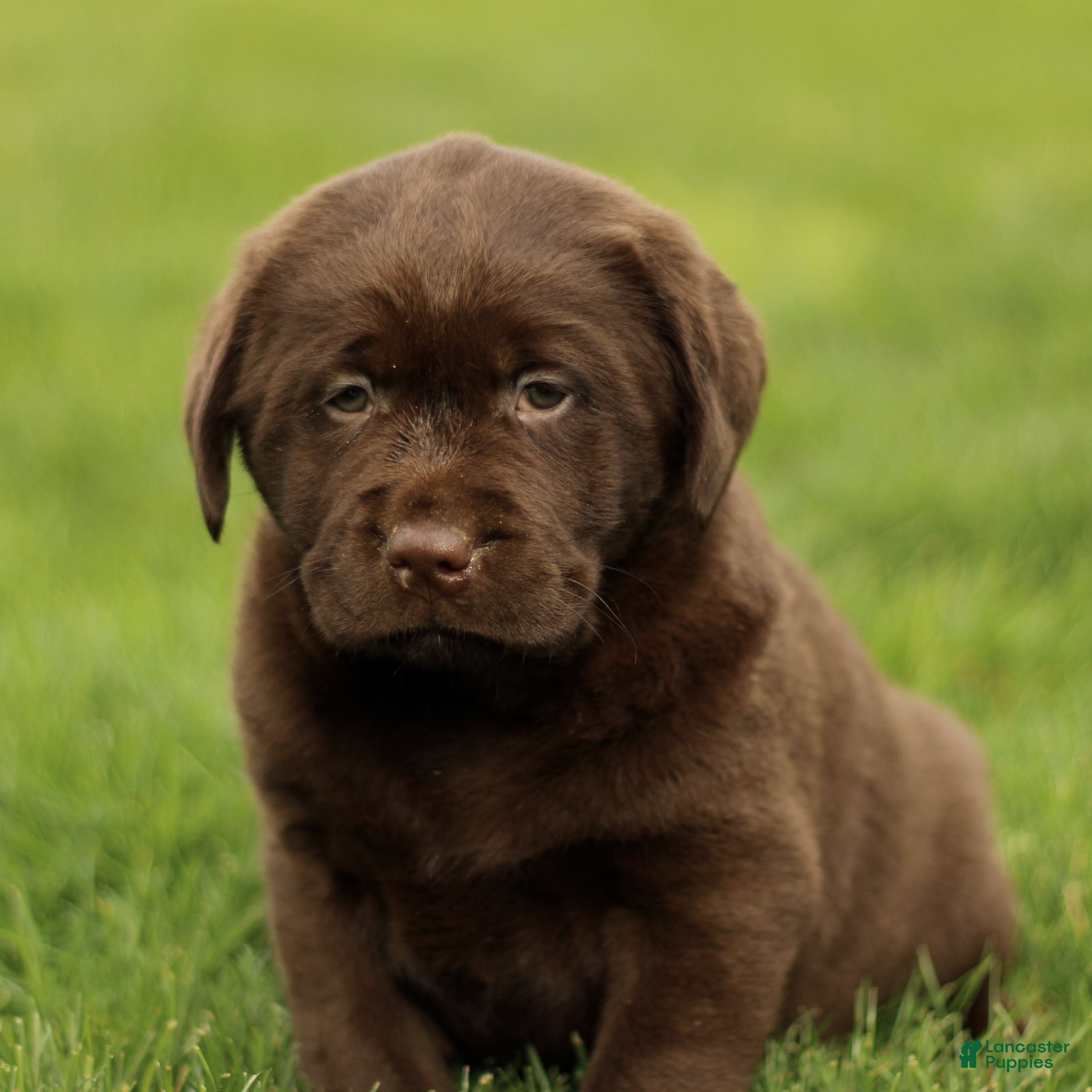 Labrador Retriever dogs Harley  - Ad 1