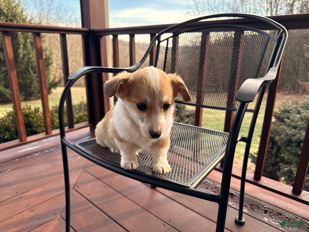 Welsh Corgi Pembroke dogs for sale: Bonnie Sue - Ad 16