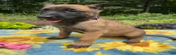 Belgian Malinois dogs for sale: Lottie - Ad 4
