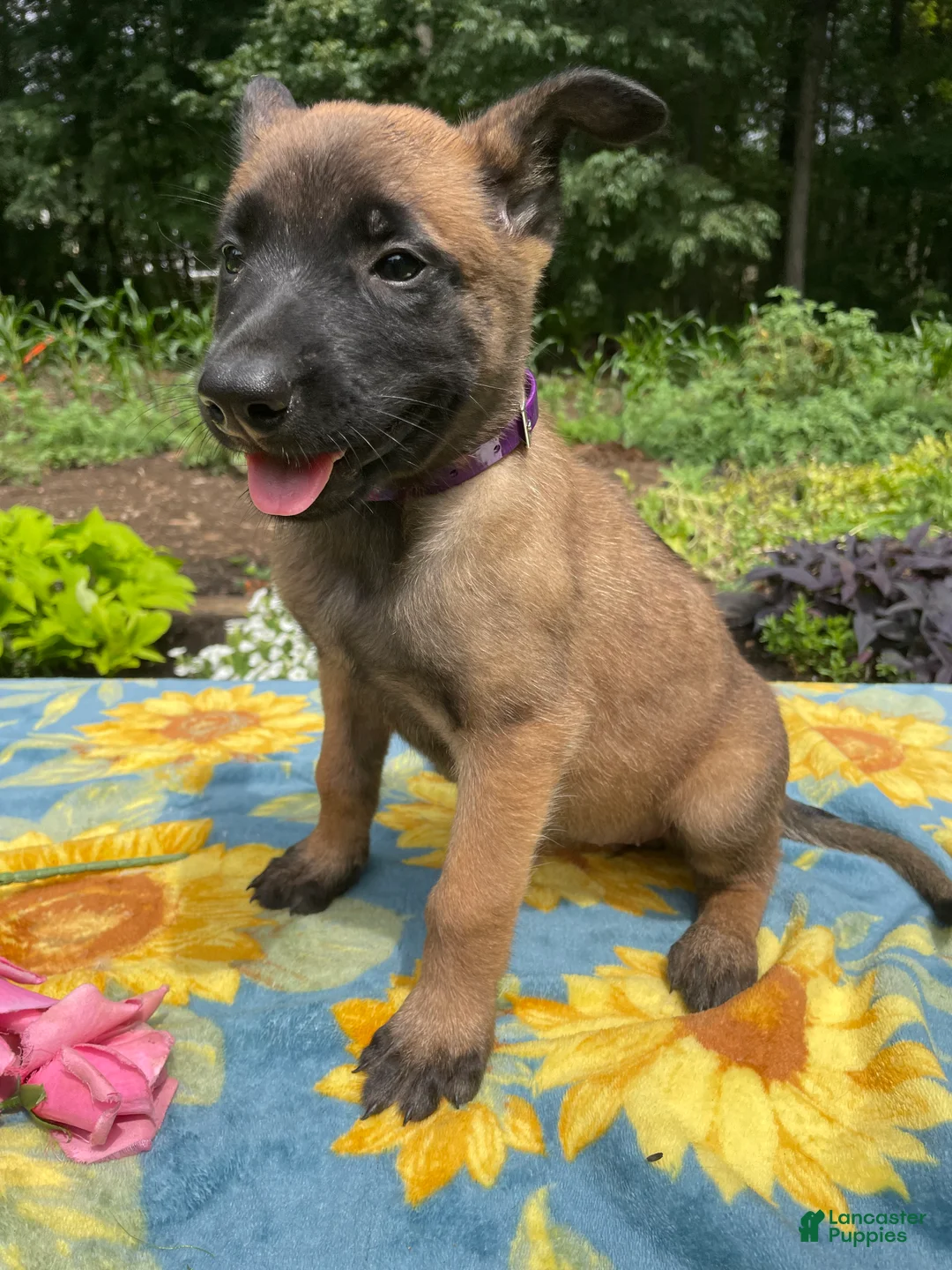 Belgian Malinois dogs for sale: Lottie - Ad 4