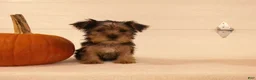 Yorkshire Terrier dogs for sale: Toby - Ad 6