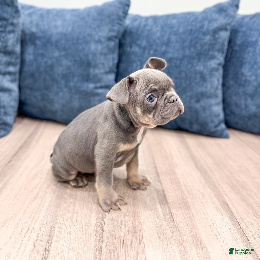 Mixed Breed dogs for sale: Paris - Ad 3