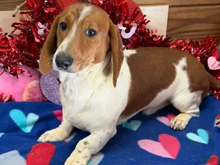 Dachshund dogs Tyler - Ad 12