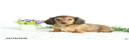 Miniature Dachshund dogs for sale: Ruby - Ad 5