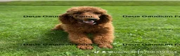 Irish Doodle dogs for sale: Rosie - Ad 4