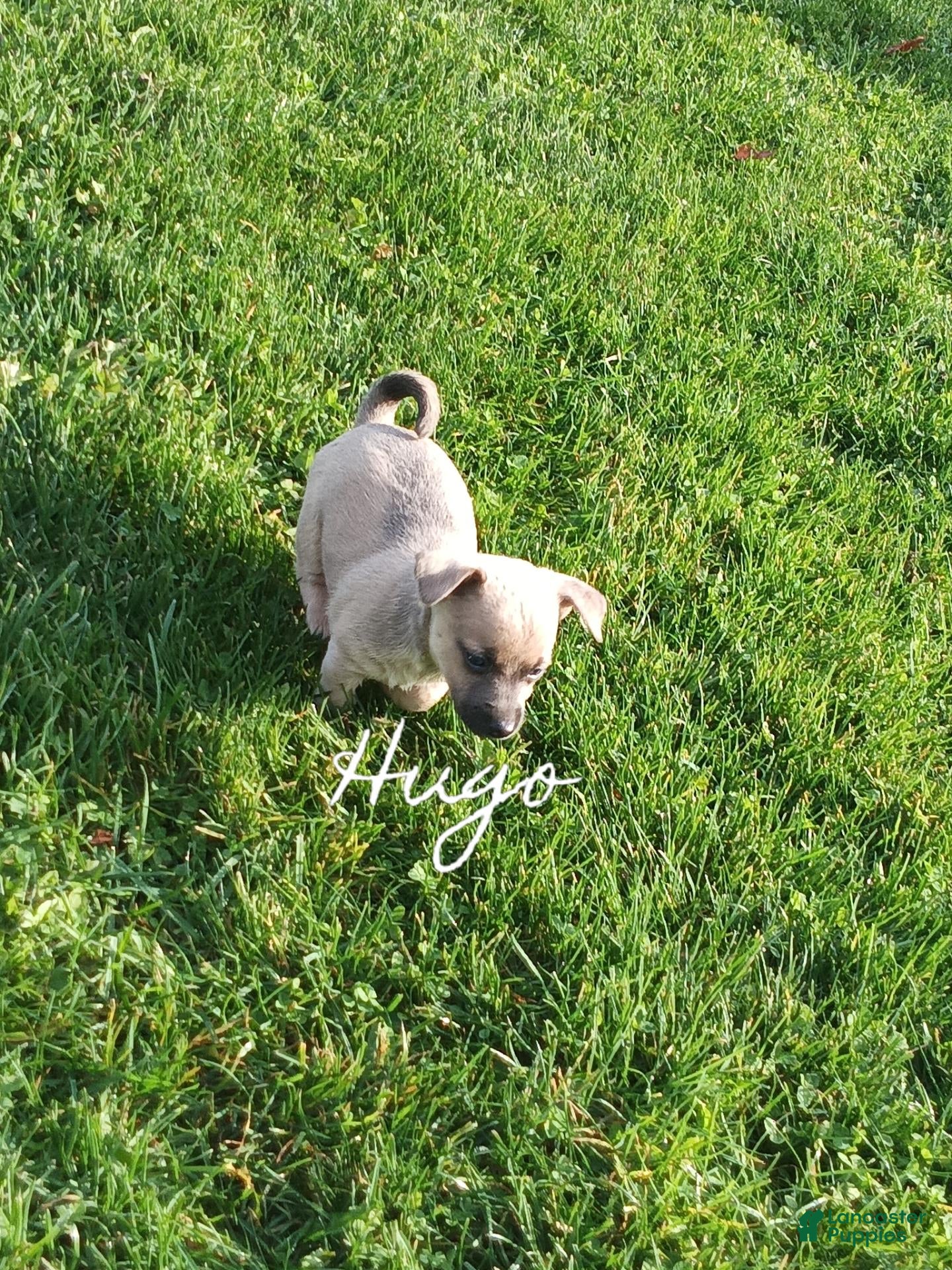 Chihuahua dogs for sale: Chihuahua 5 - Ad 1