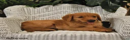 Golden Retriever dogs for sale: Briana - Ad 3