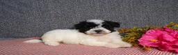 Havanese dogs for sale: Kenzie - Ad 5