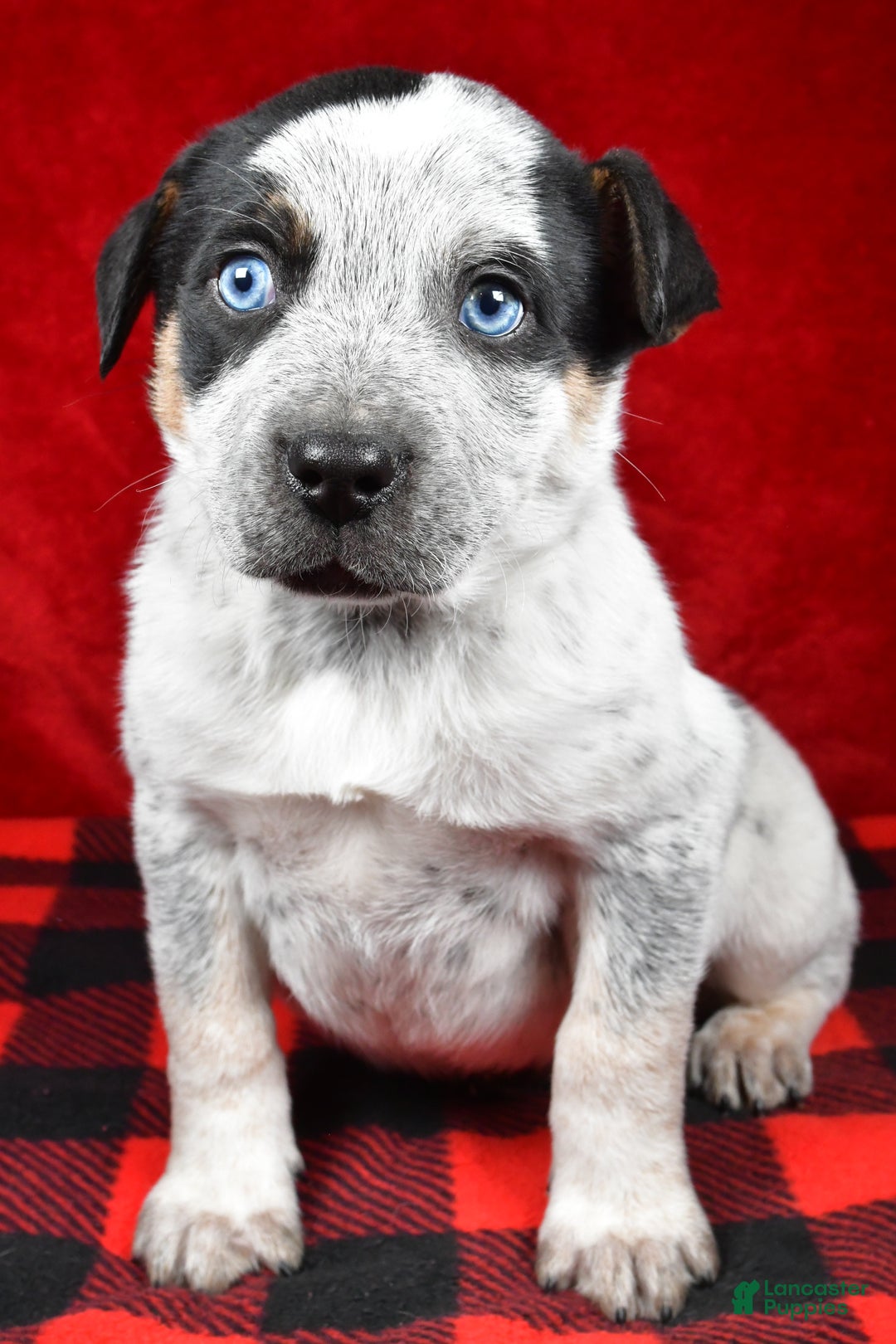 Australian Cattle Dog dogs for sale: Diesel - Ad 5