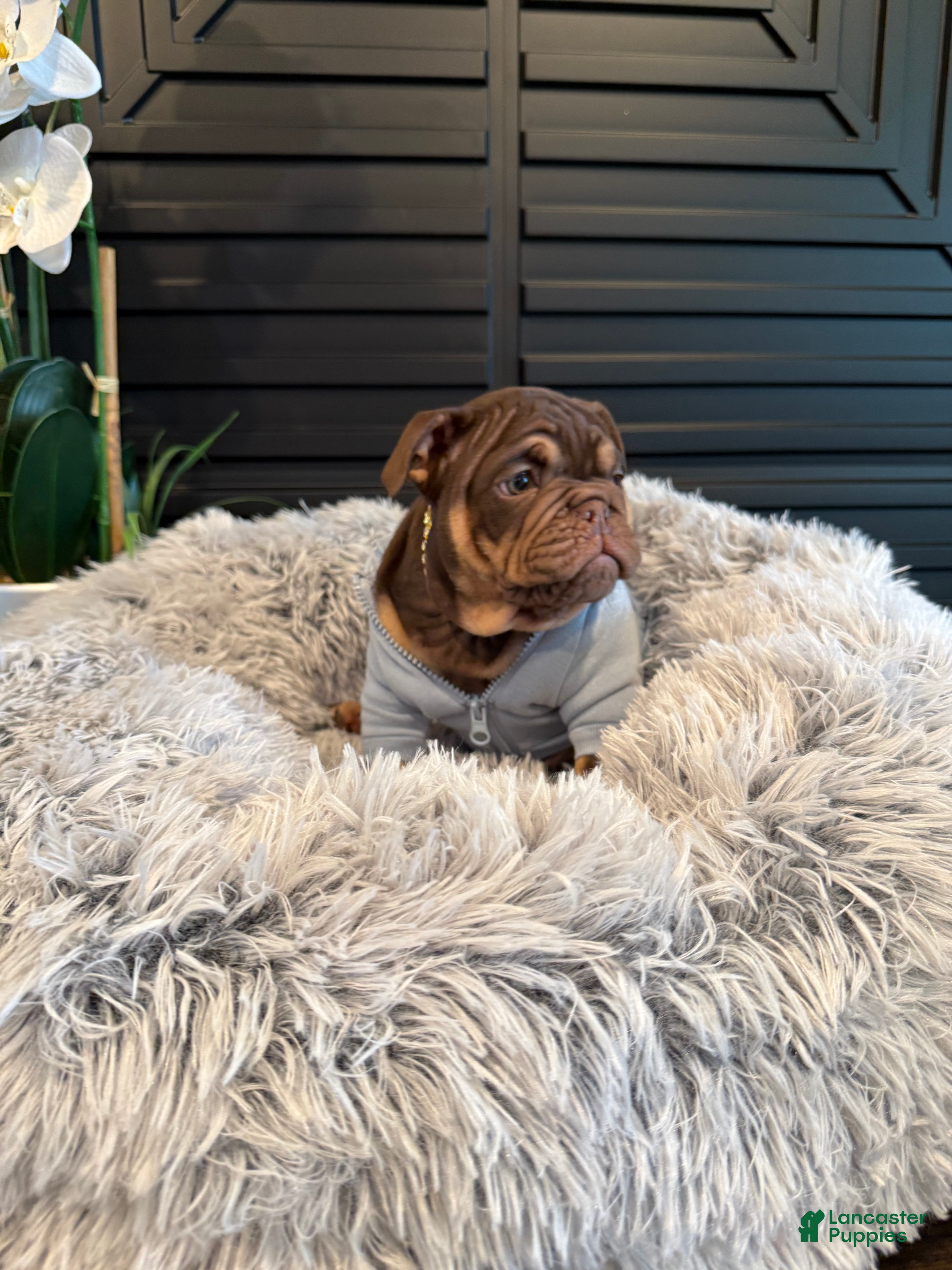 English Bulldog dogs Stream - Ad 2