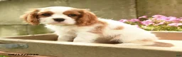 Cavalier King Charles Spaniel dogs for sale: Aggie - Ad 5