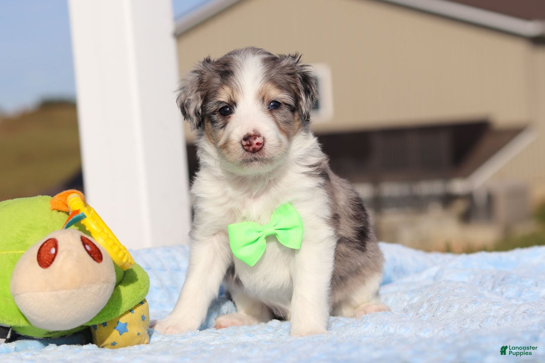 Mini Bernedoodle dogs for sale: Edgar - Ad 2