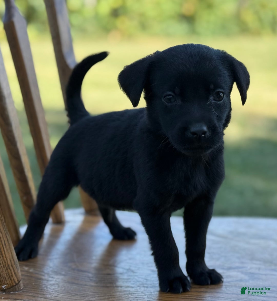 Labrador Retriever dogs for sale: Frisky - Ad 3