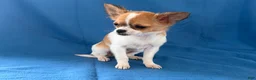 Chihuahua dogs for sale: Sweetpea - Ad 3