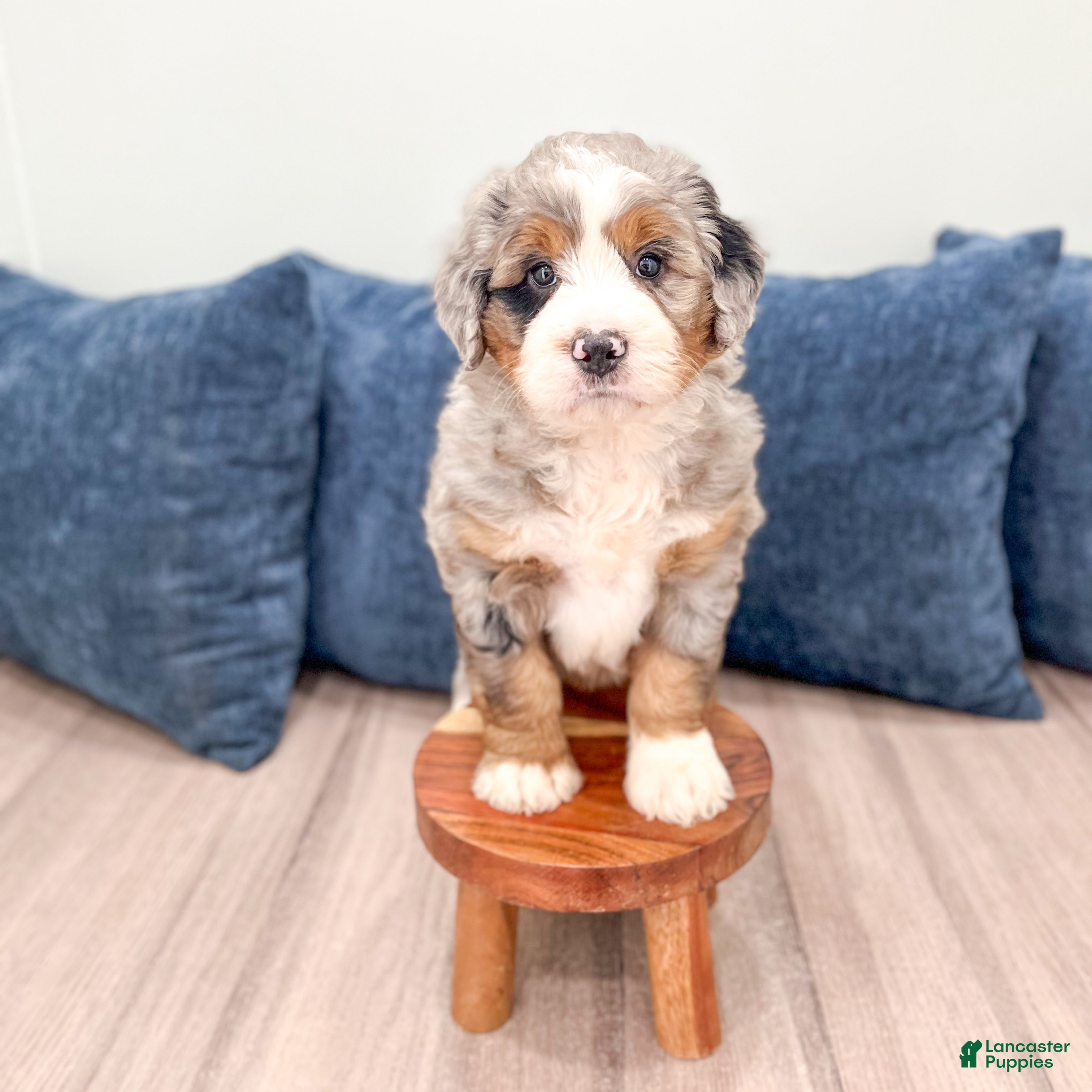 Mini Bernedoodle dogs for sale: Biscuit - Ad 3