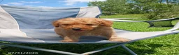 Mini Goldendoodle dogs for sale: Ace - Ad 2