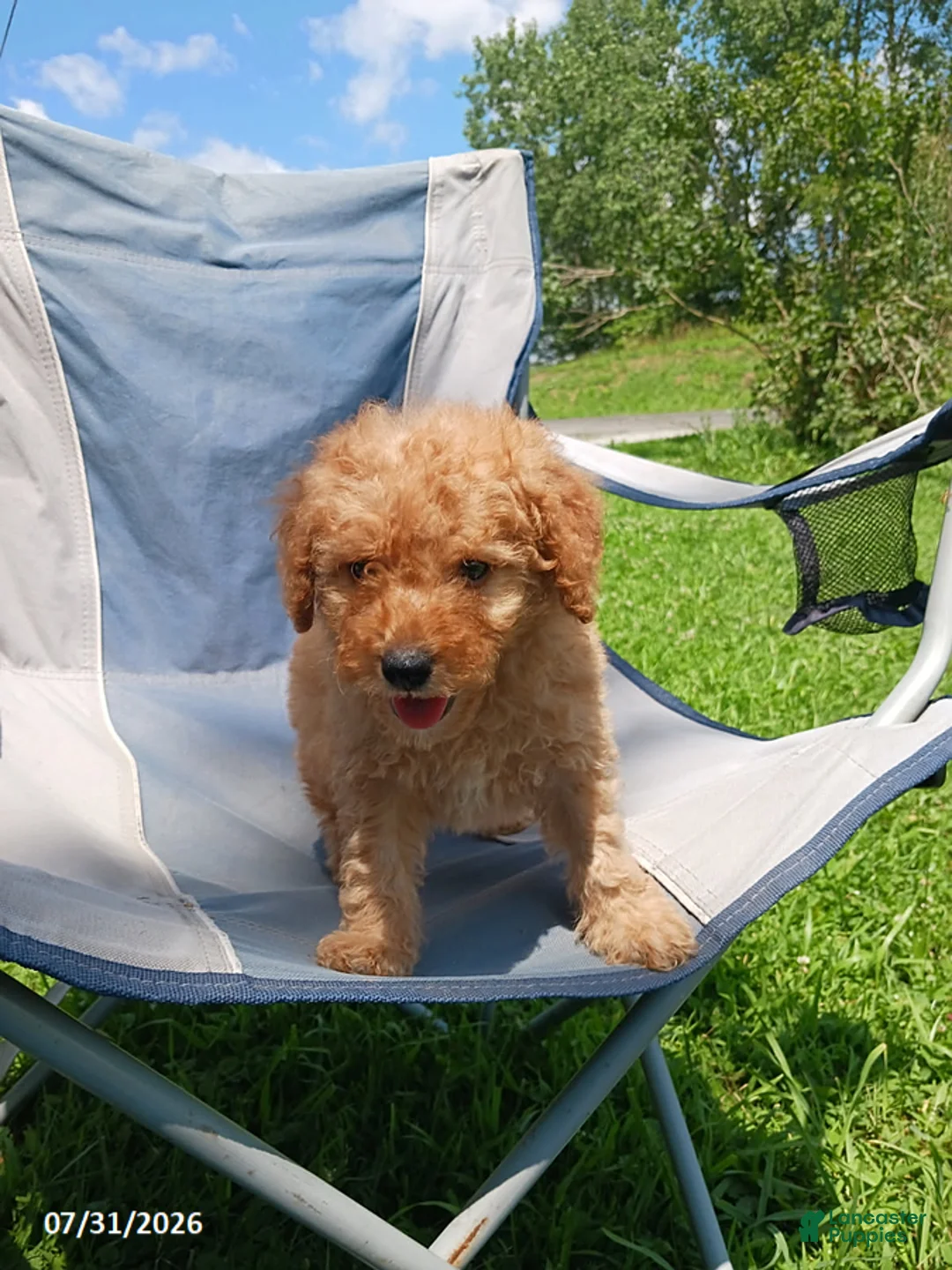 Mini Goldendoodle dogs for sale: Ace - Ad 2