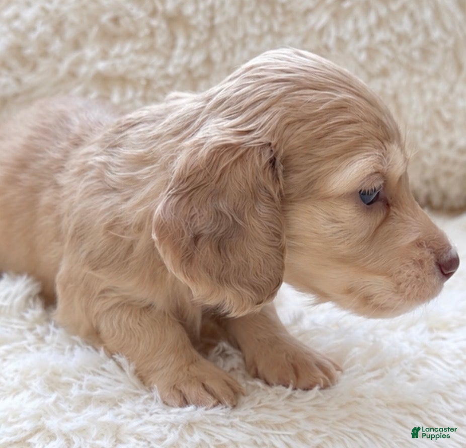Miniature Dachshund dogs Donnie - Ad 2