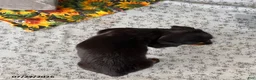 Miniature Dachshund dogs for sale: Jenny - Ad 4