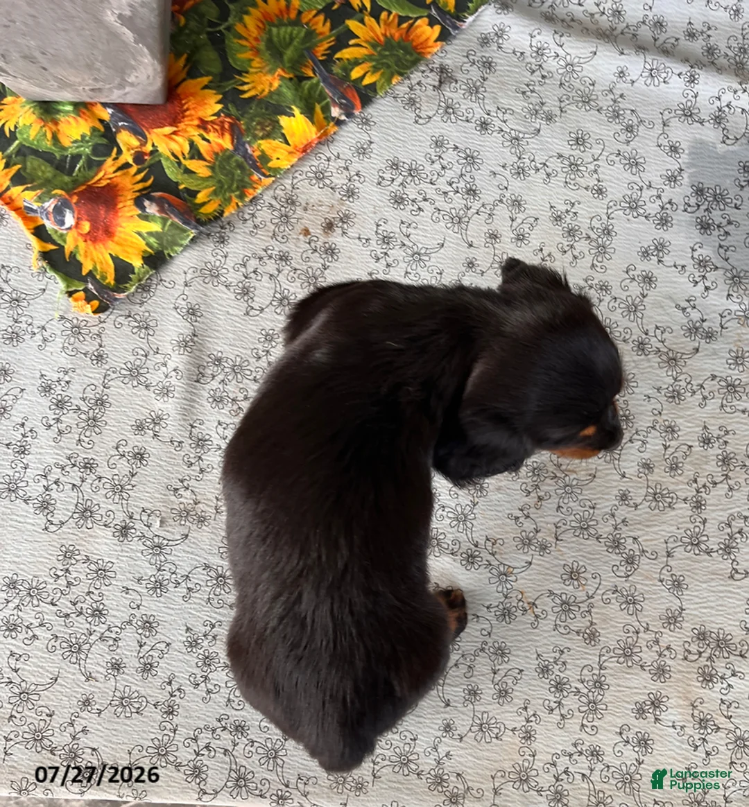 Miniature Dachshund dogs for sale: Jenny - Ad 4