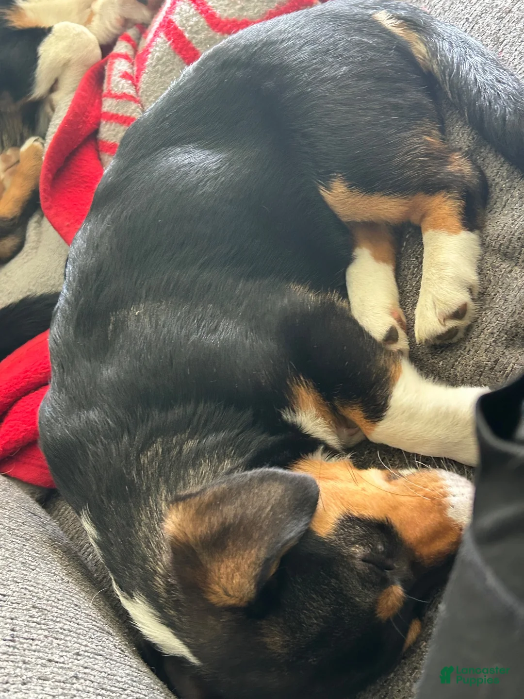 American Corgi dogs for sale: American Corgi 4 - Ad 2