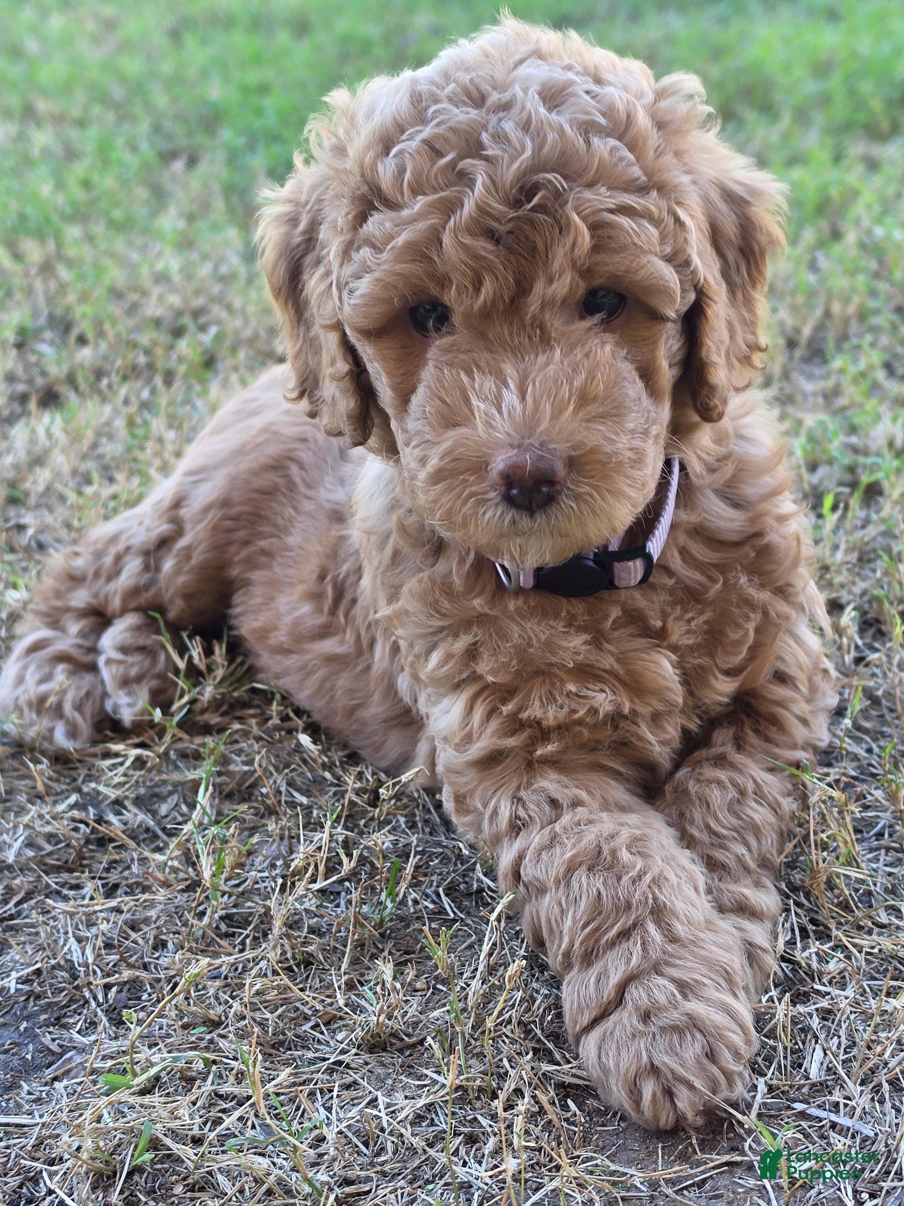 Mini Goldendoodle dogs for sale: Grace (27 - 33 pounds) - Ad 1