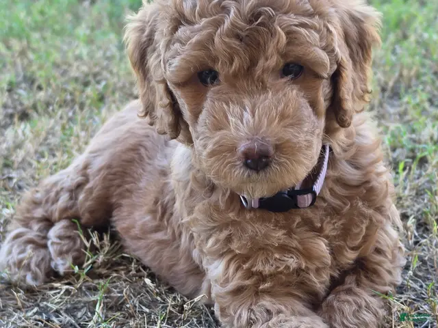 Mini Goldendoodle dogs for sale: Grace (27 - 33 pounds) - Ad 1